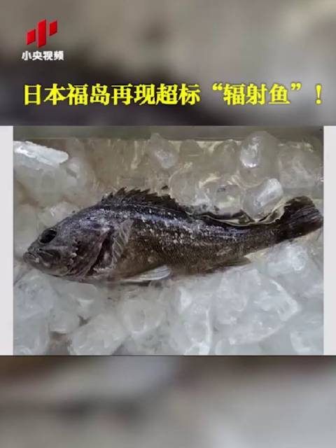 日本禁止福岛黑鲉鱼上市#(央视)   当前浏览器不支持最新的video