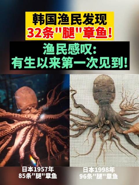 此前日本发现过85条和96条腿章鱼!