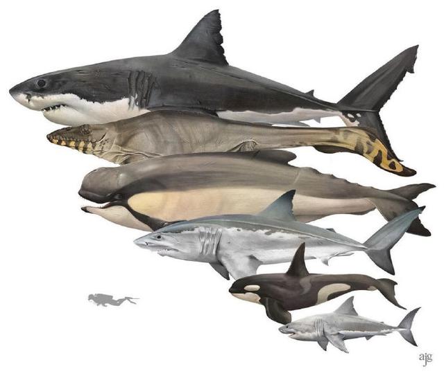 1月24日 全部评论 35 最热最新 第一个鲨鱼是什么?