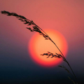 西阳不夕下