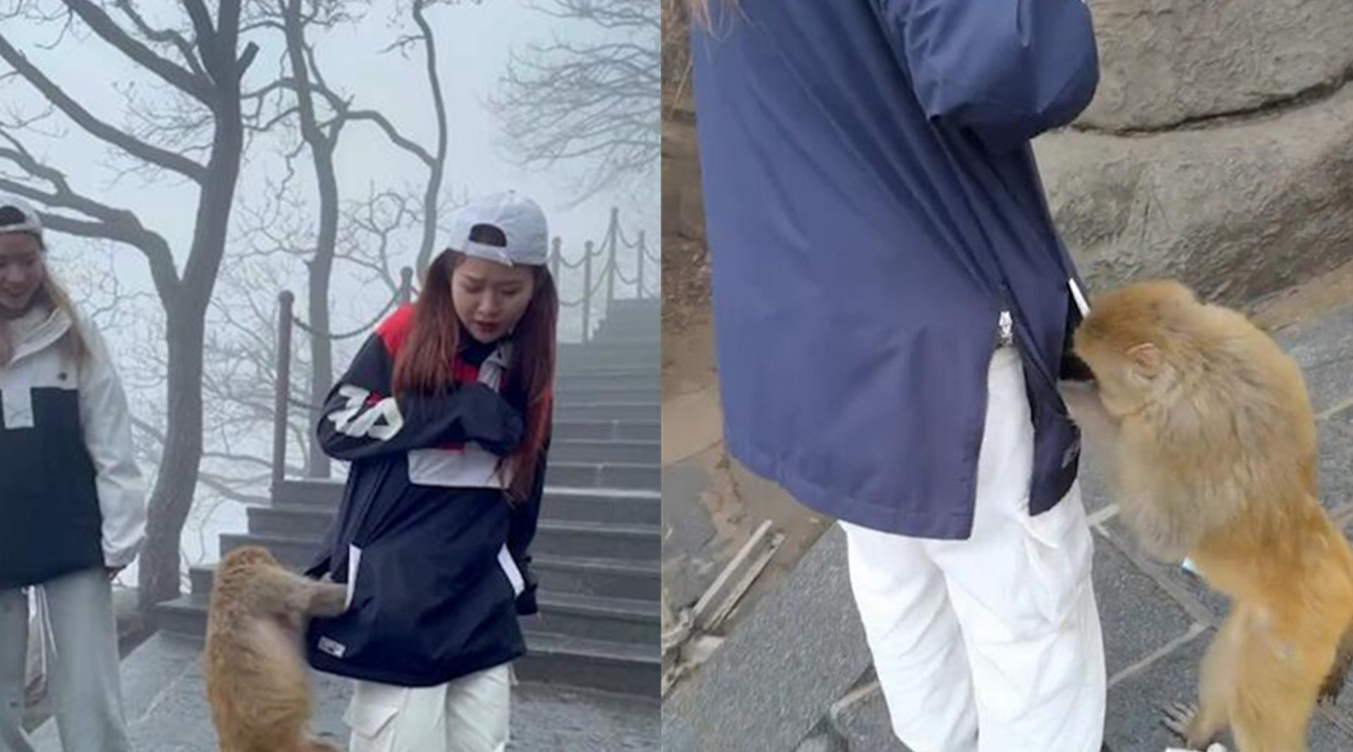 女子上花果山被猴子掏兜#【女子上花果山被猴掏三次兜儿 网友:你上山