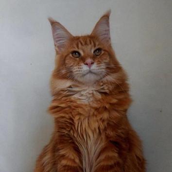缅因猫乐园# 红虎斑色ds22缅因猫魅力十足#猫##微博知名萌宠博主和##缅 