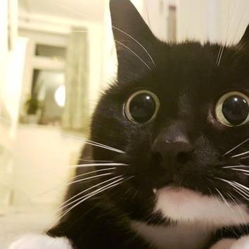 两只眼睛 黑猫 表情包图片