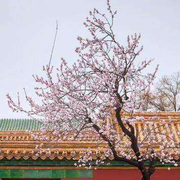 故宮的春天太美了##故宮花雨# 最美人間四月天,故宮的春天太美了吧!