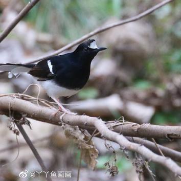 灰頭鶇,山麻雀,綠翅短腳鵯,白領鳳鶥,白冠燕尾,白喉噪鶥,灰胸竹雞