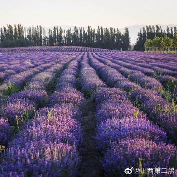 每年的6,7月份,新疆伊犁霍城的薰衣草莊園,一片紫色法國有普羅旺斯