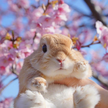 今日份治愈萌物   兔子与樱花