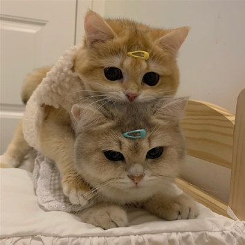 可爱猫咪头像  金渐层宝宝太可爱啦