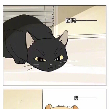 仓鼠和猫咪,真是太可爱了.
