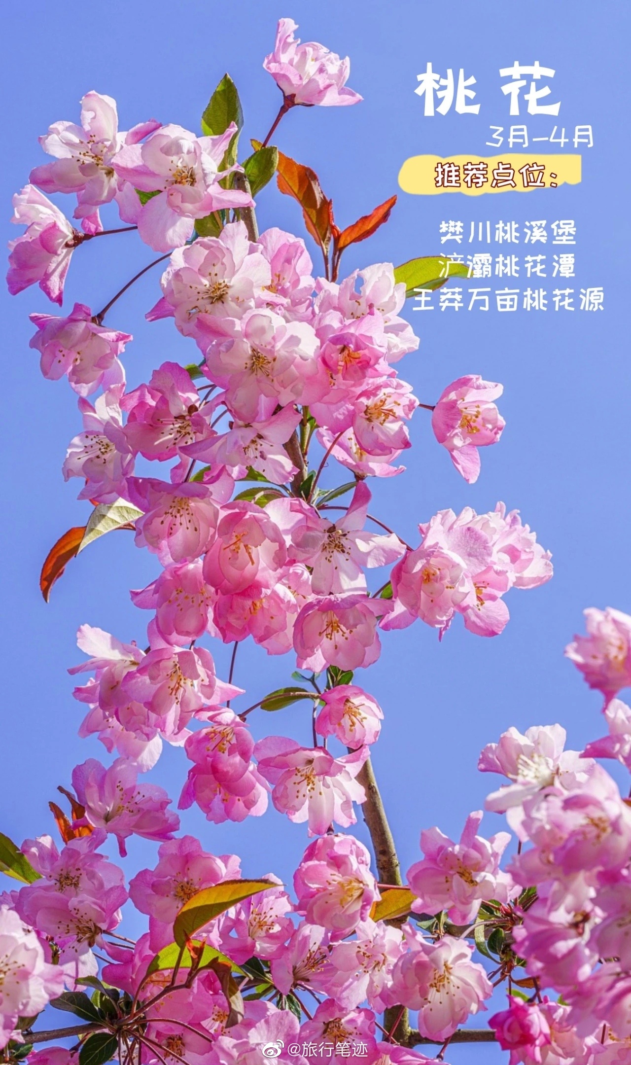 《盛开在氧吧里的春花》中国天然氧吧邀您赴一场赏花之旅！-大河号-大河网