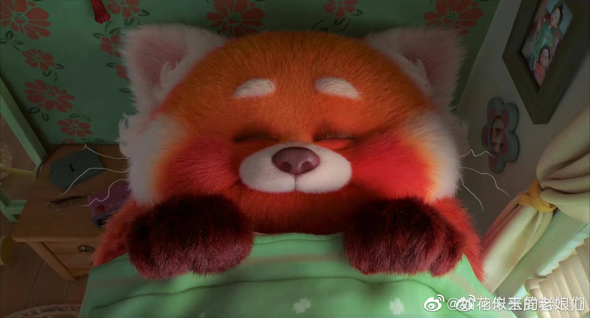 小熊猫美美