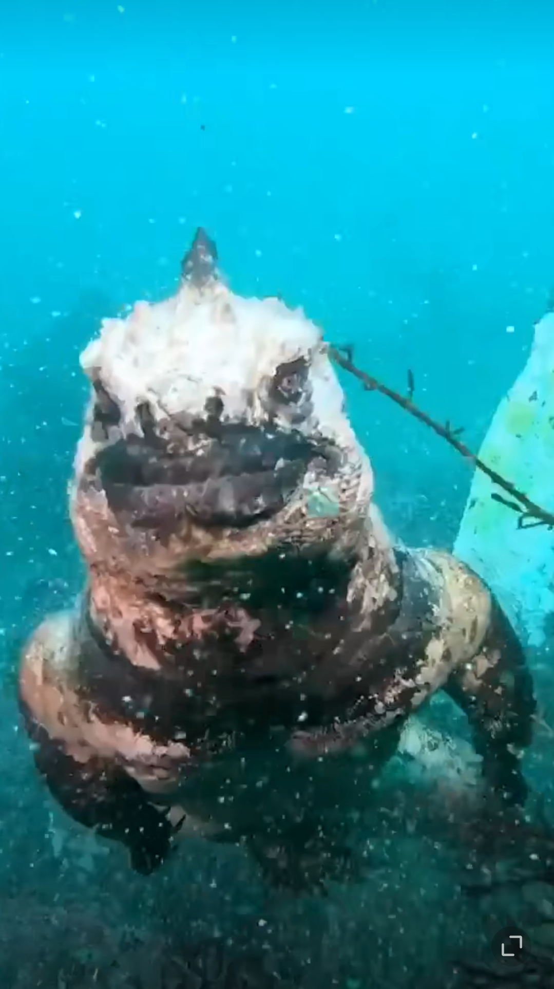 【新浪热榜】海底哥斯拉 海鬣蜥