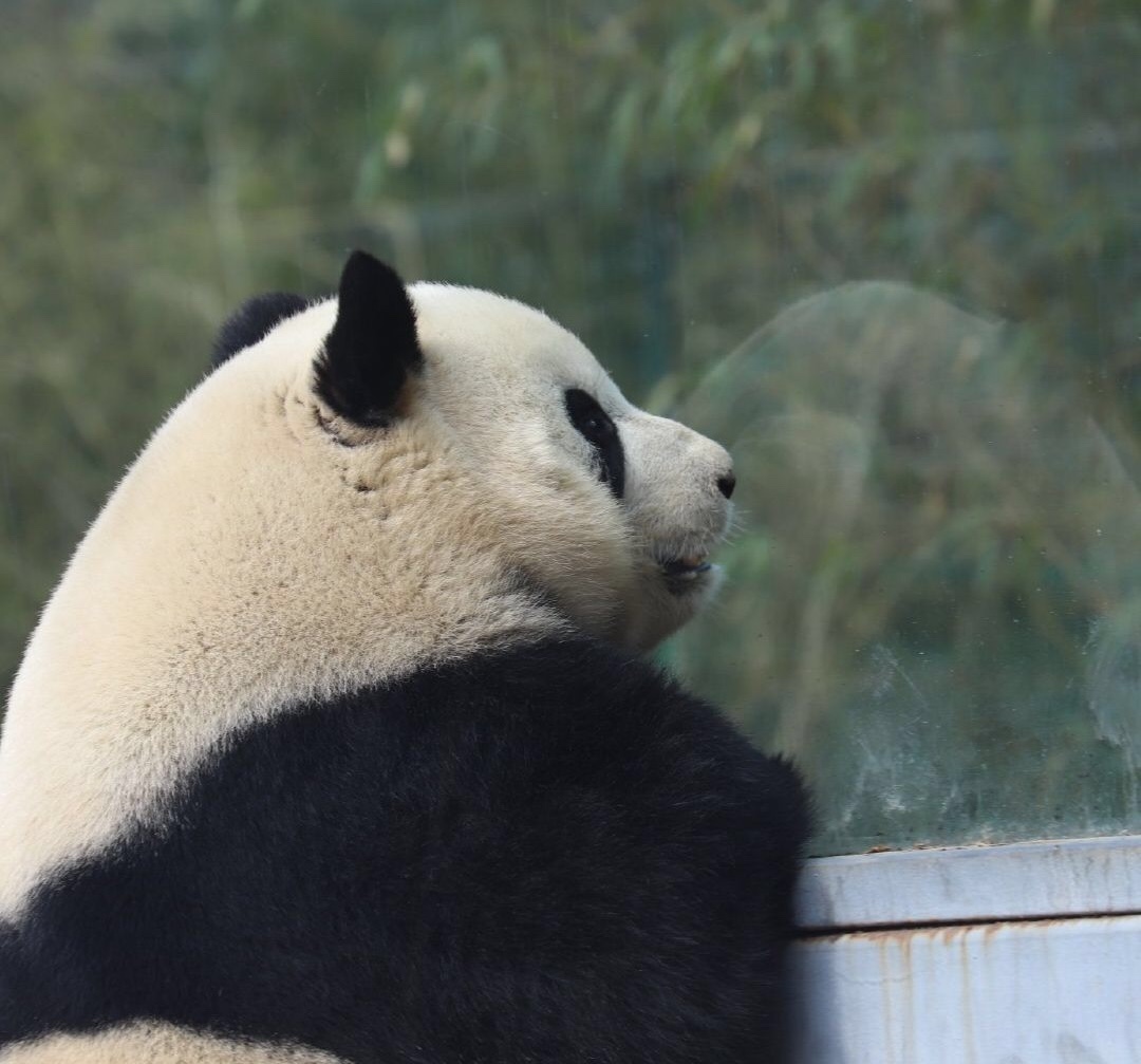 大熊猫萌兰究竟有多聪明