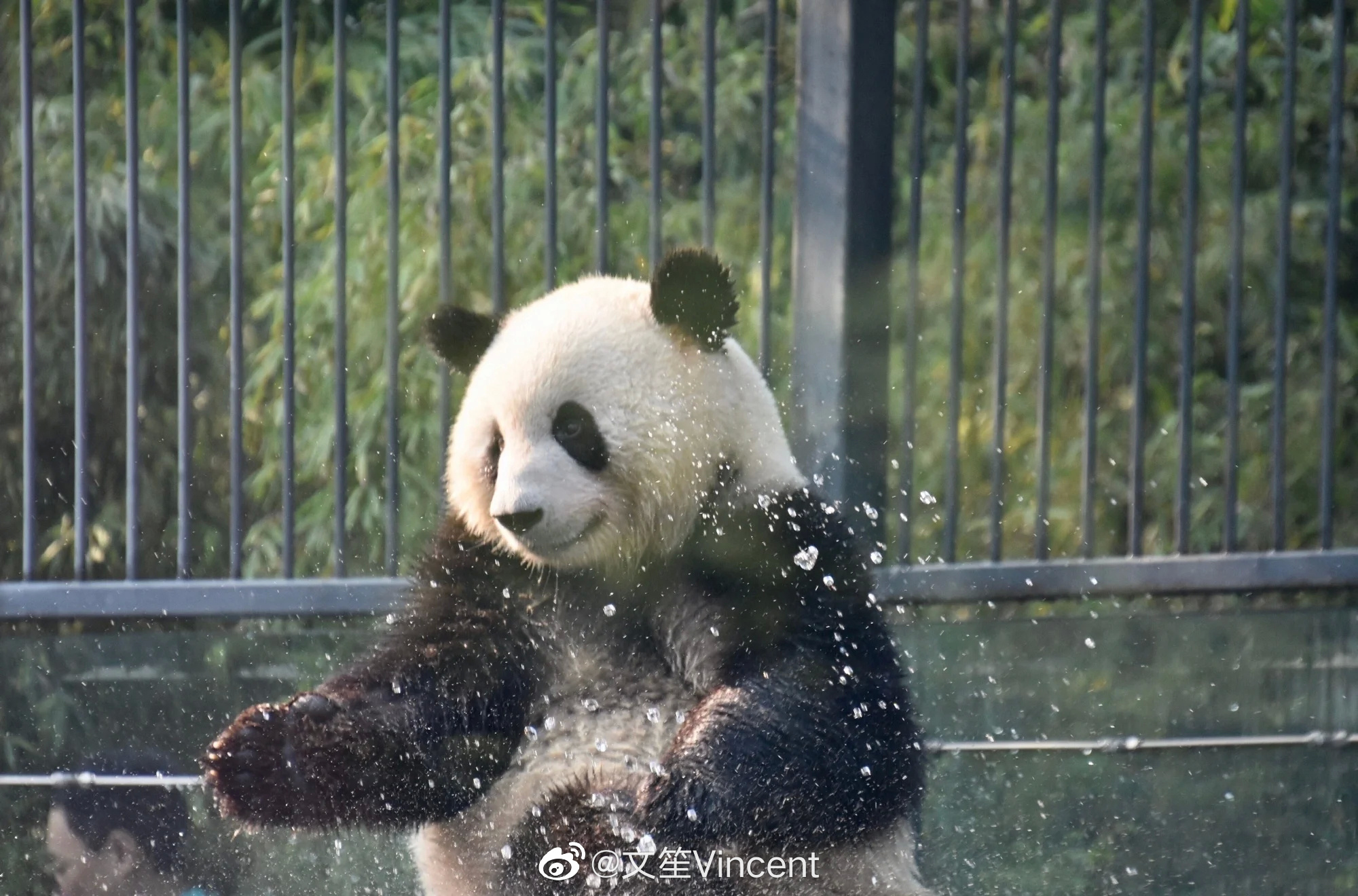 原来熊猫自己洗澡是这样的 - 2018年4月26日, 俄罗斯卫星通讯社