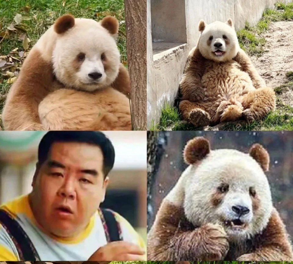福宝和七仔撞脸了