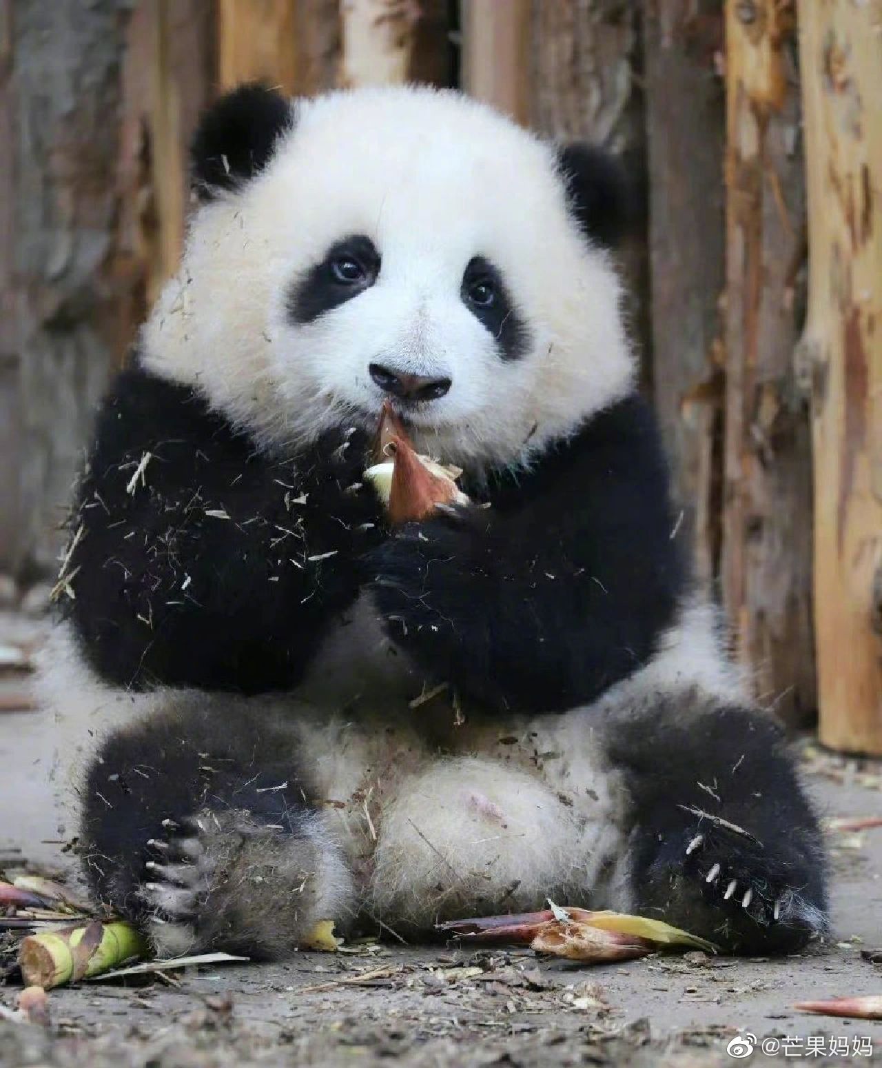 可爱大明星熊猫花花