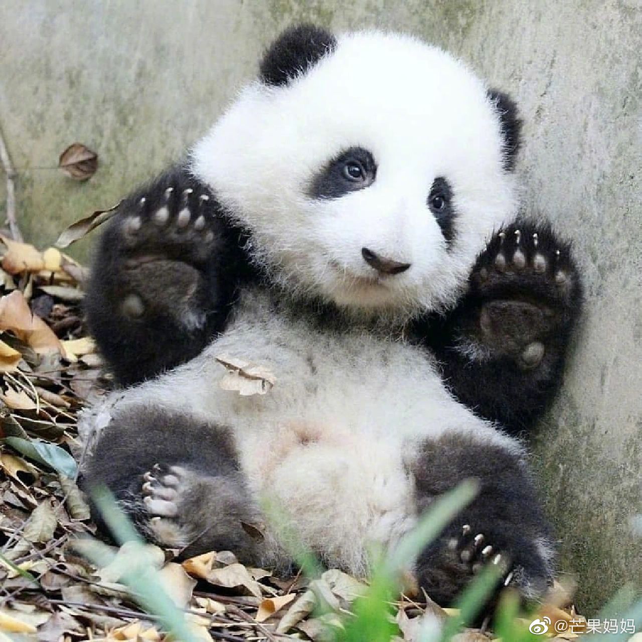 2023最新熊猫和花头像图片-熊猫和花头像图片大全-配图网