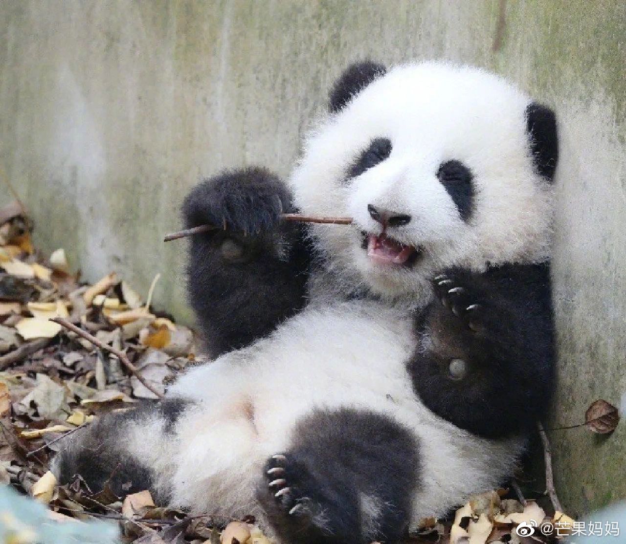 为什么大熊猫花花这么可爱？ - 知乎
