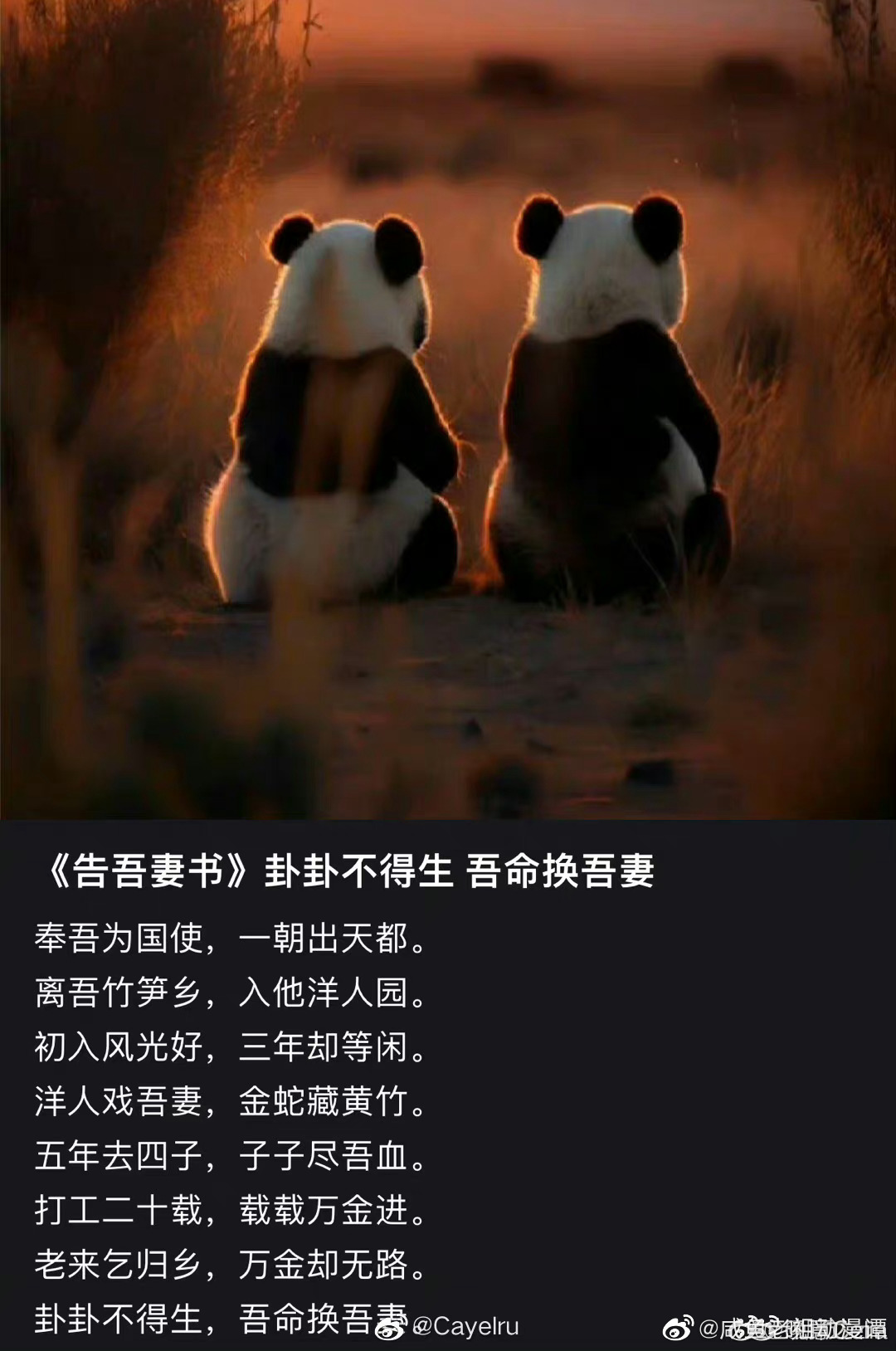 大熊猫谊谊升谊将回国