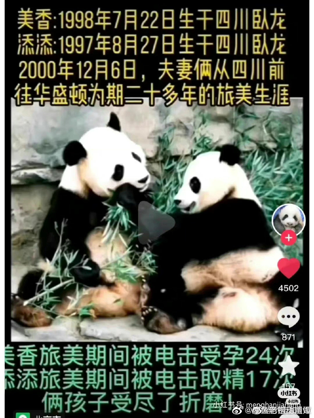 大熊猫谊谊升谊将回国