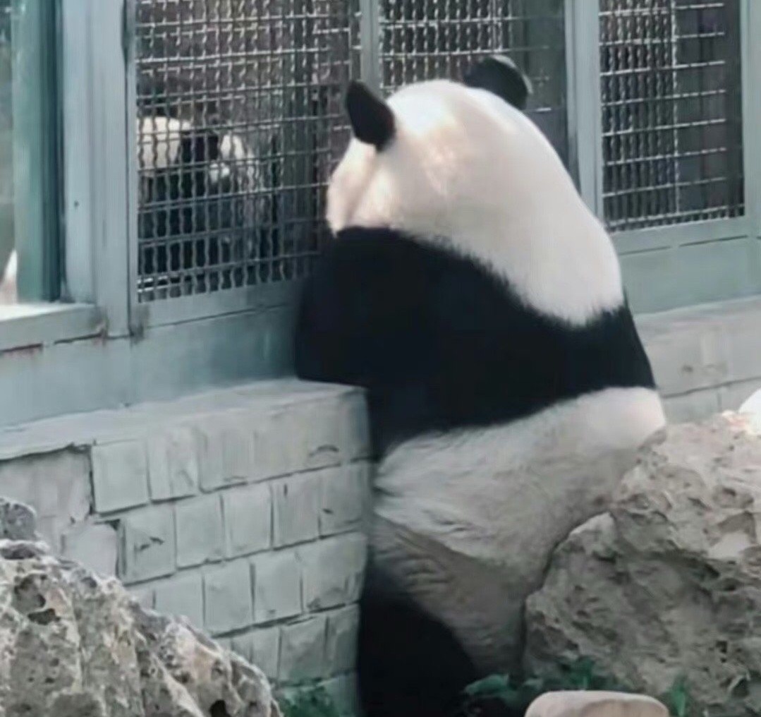 大熊猫萌兰究竟有多聪明