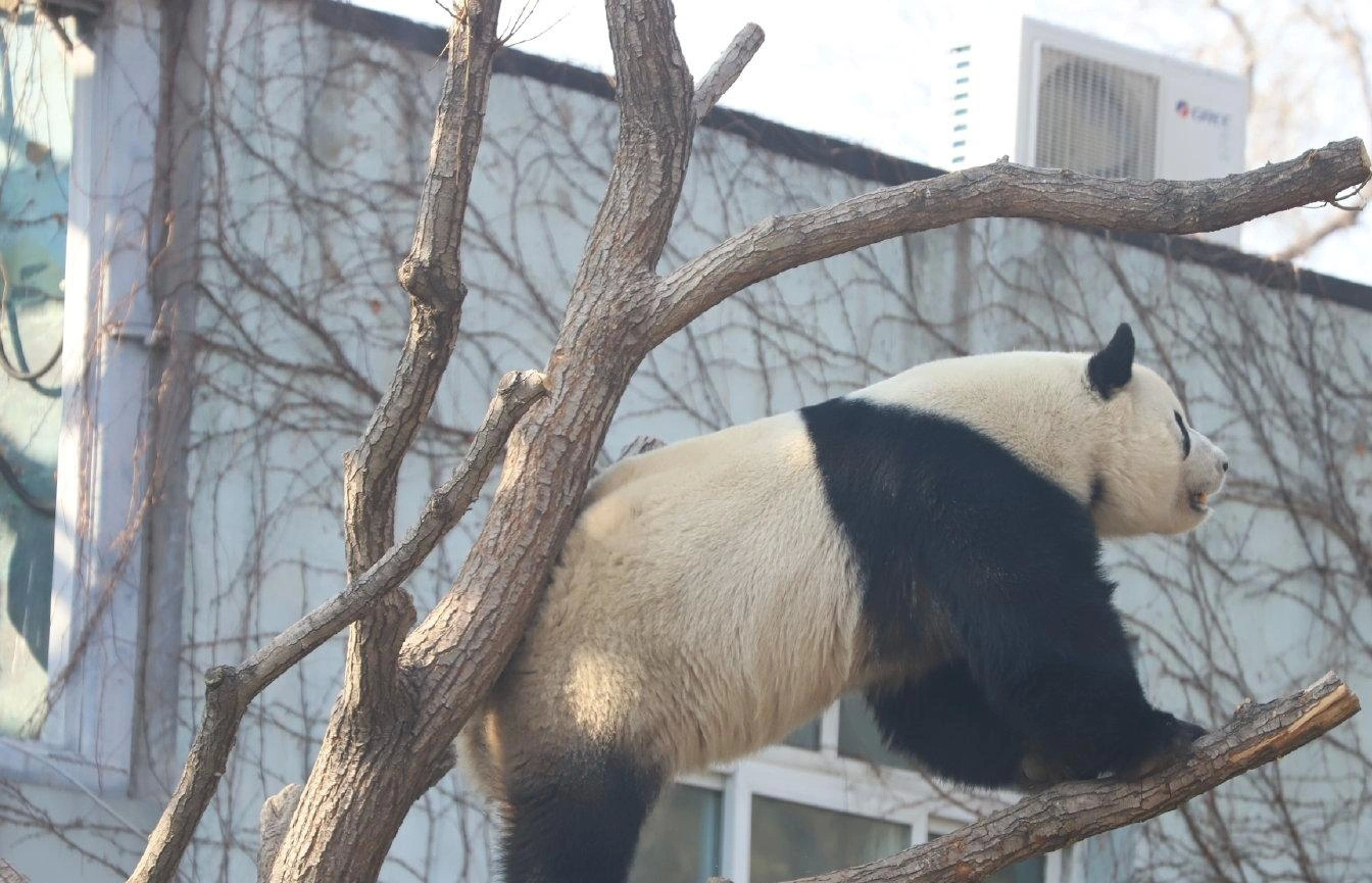 大熊猫萌兰究竟有多聪明