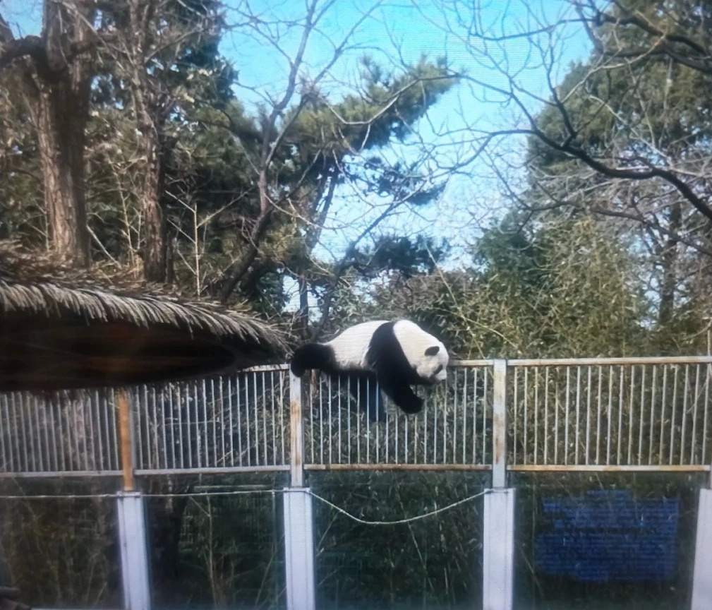 大熊猫萌兰究竟有多聪明