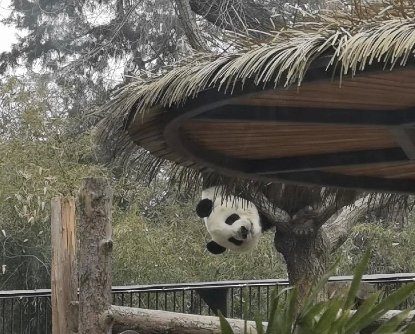 大熊猫萌兰究竟有多聪明