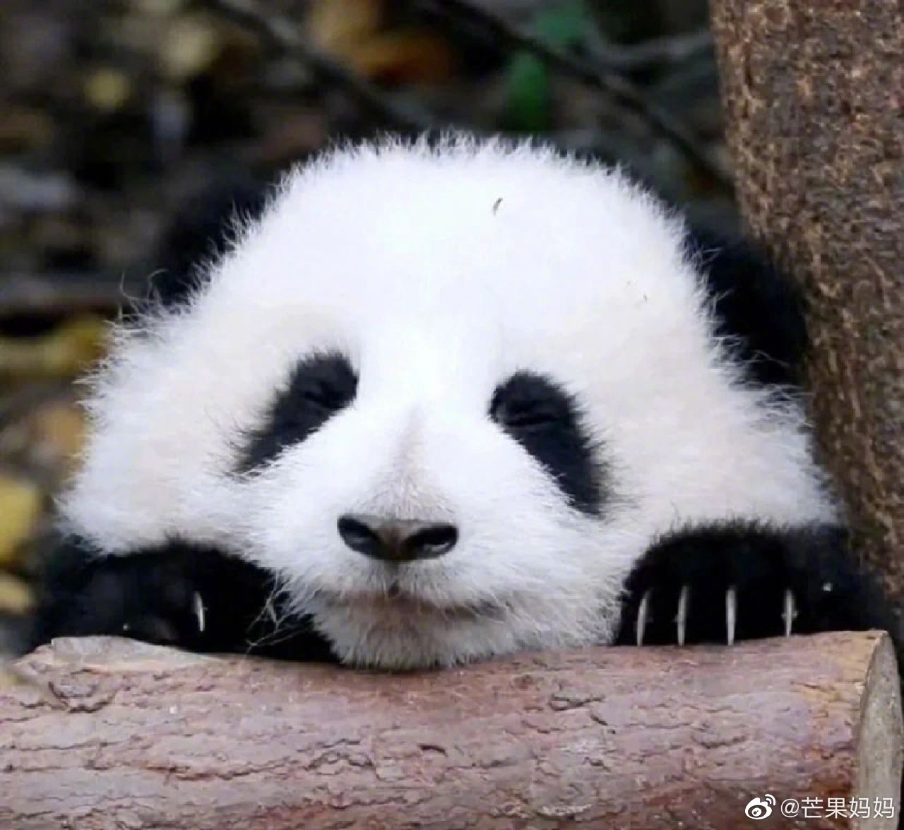 可爱的大熊猫图片_动植物_实拍视频_图行天下图库