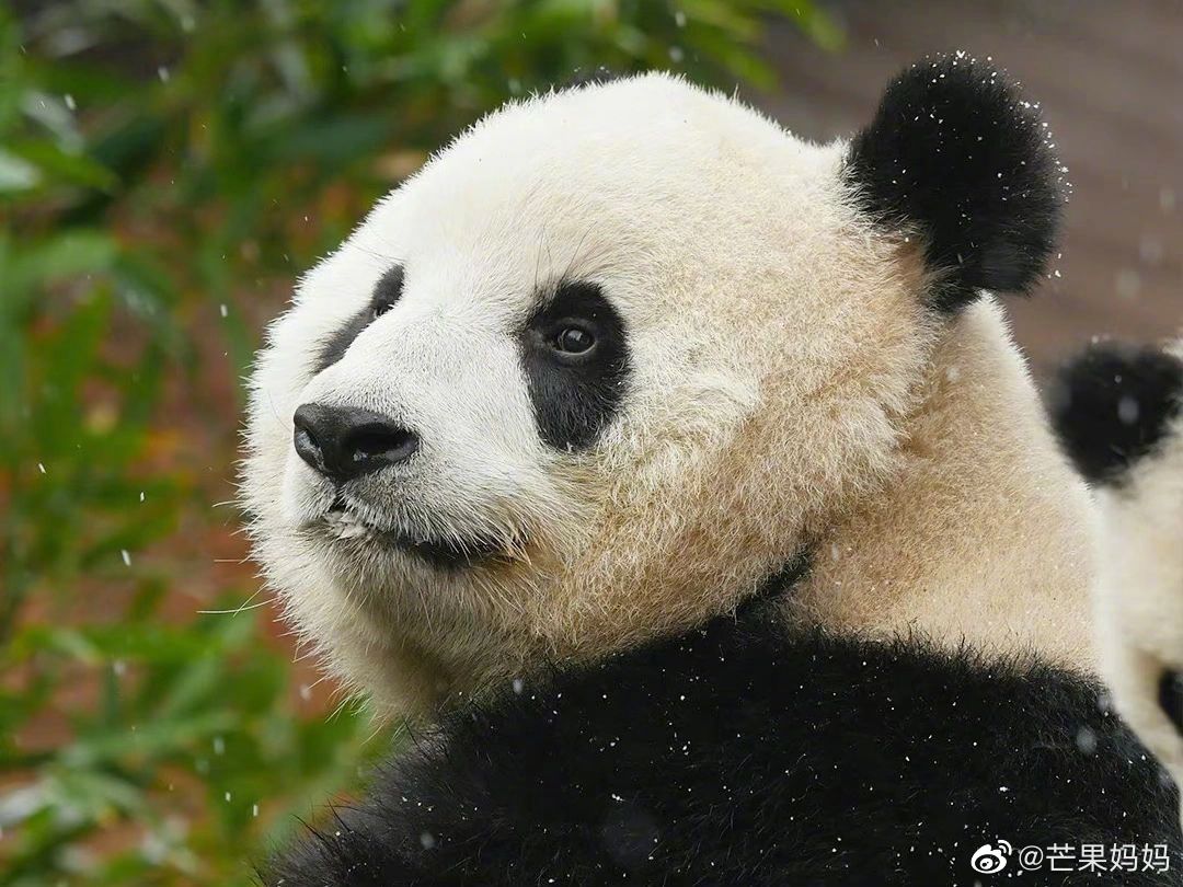 大熊猫萌兰究竟有多聪明