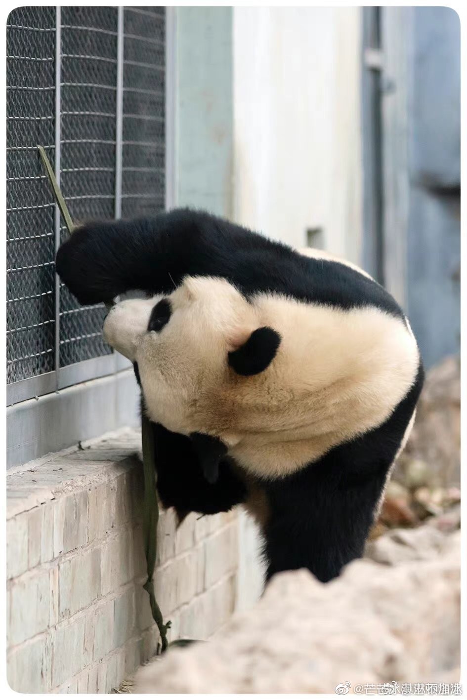 大熊猫萌兰究竟有多聪明